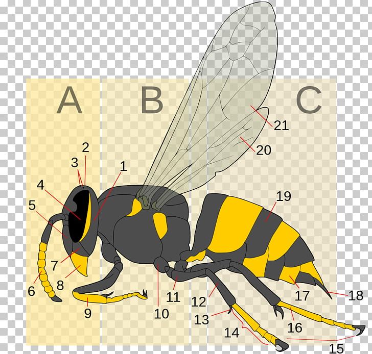 Insect Hornet Bee Apocrita Wasp PNG, Clipart, Animals, Apocrita, Arthropod, Bee, Bee Sting Free PNG Download