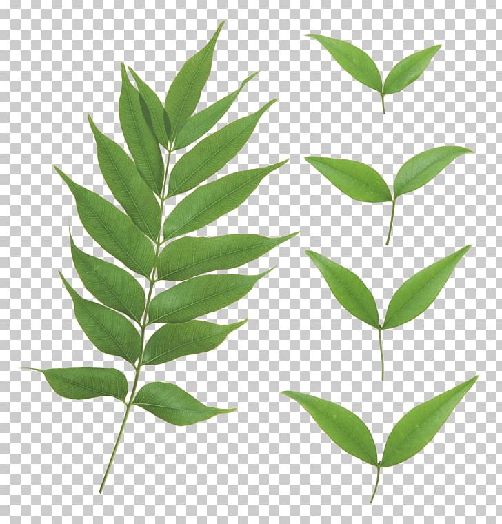 Plant Stem Project PNG, Clipart, Action, Alpha Compositing, Animal, Bodyshope, Branch Free PNG Download