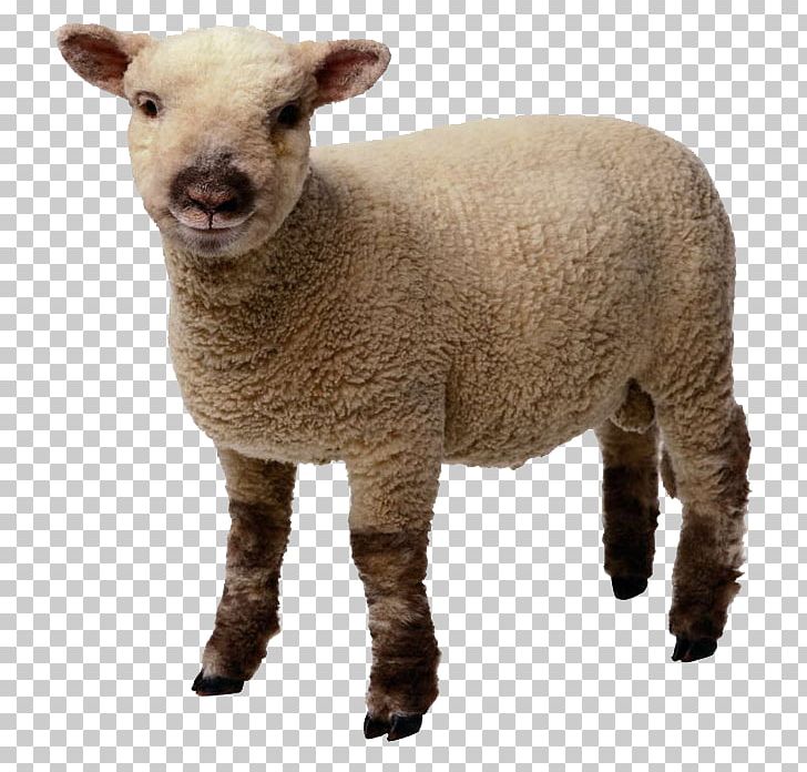Sheep Lamb And Mutton PNG, Clipart, Animals, Blog, Cow Goat Family, Document, Download Free PNG Download