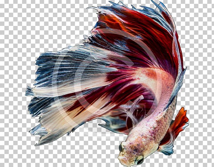 Aquarium Tropical Fish Poly Australia PNG, Clipart, Animals, Aquarium, Australia, Boxedcom, Business Free PNG Download