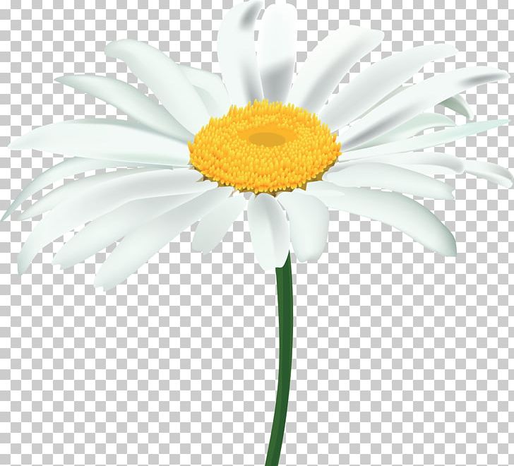 Common Daisy Oxeye Daisy PNG, Clipart, Chamaemelum Nobile, Chamomile, Chrysanthemum, Clip Art, Common Daisy Free PNG Download