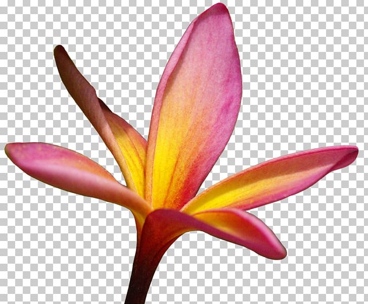 Crocus Cut Flowers Petal Close-up PNG, Clipart, Closeup, Crocus, Cut Flowers, Flower, Flowering Plant Free PNG Download