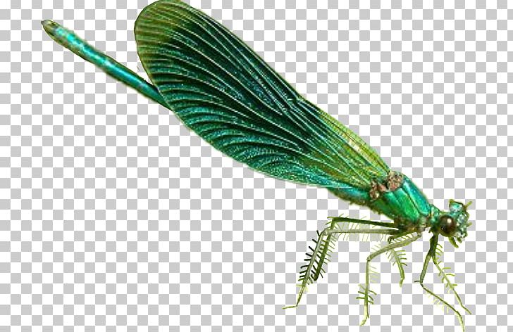 dragonfly wings png