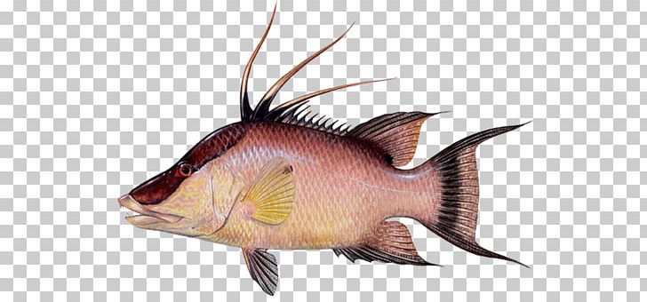 Hogfish Snapper Fishing Yellowfin Tuna Wrasse PNG, Clipart, Amberjack, Atlantic Goliath Grouper, Biology, Calamus, Fauna Free PNG Download