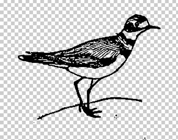 Black And White Bird Beak Drawing PNG, Clipart, American Goldfinch, Animals, Art, Beak, Bird Free PNG Download