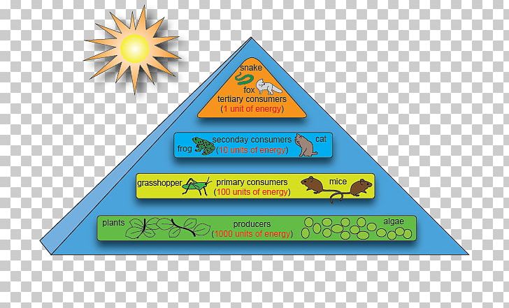 Energy Flow Ecosystem Ecological Pyramid Ecology Food Chain PNG ...