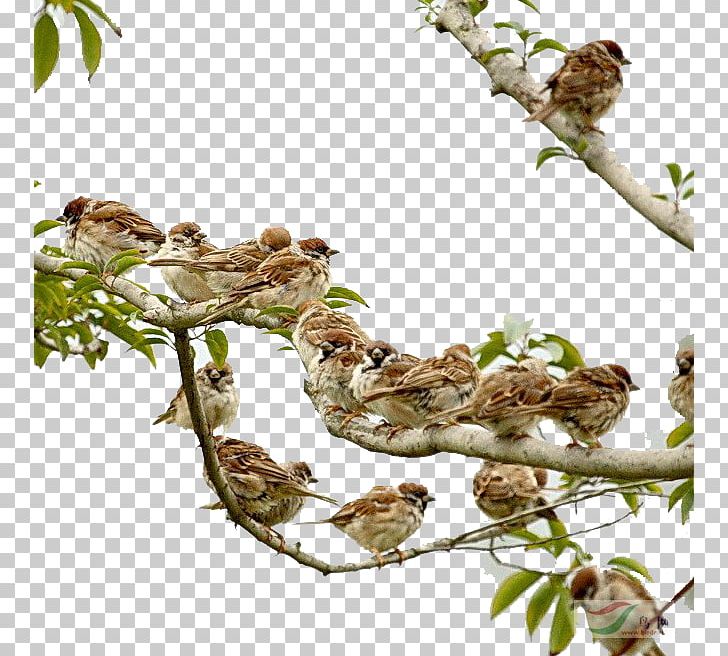 Eurasian Tree Sparrow Four Pests Campaign Mahjong Bird PNG, Clipart, Animals, Branch, Branches, Butterfly Group, Download Free PNG Download