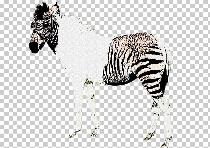Quagga Okapi Mane Zebra Mustang PNG, Clipart, Animal, Animal Figure, Animals, Draft Horse, Foal Free PNG Download
