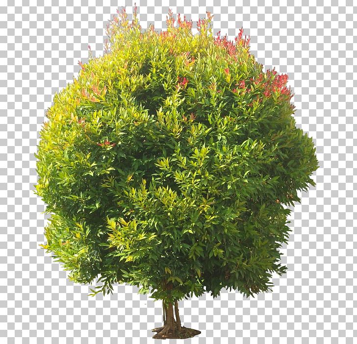 Shrub Stock Photography Tree PNG, Clipart, Box, Buxus Sempervirens, Celts, Depositphotos, Evergreen Free PNG Download