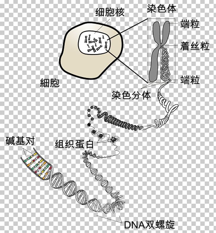 Chromosome DNA RNA Biology Telomere PNG, Clipart, Angle, Area, Auto Part, Biology, Chromosome Free PNG Download