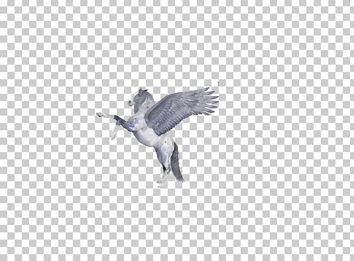 Duck Bird Beak Goose Cygnini PNG, Clipart, Anatidae, Bird, Computer, Computer Wallpaper, Cygnini Free PNG Download