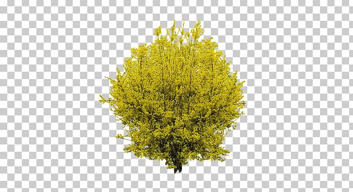 Forsythia Shrub Tree PNG, Clipart, Branch, Bush, Download, Evergreen, Flower Free PNG Download