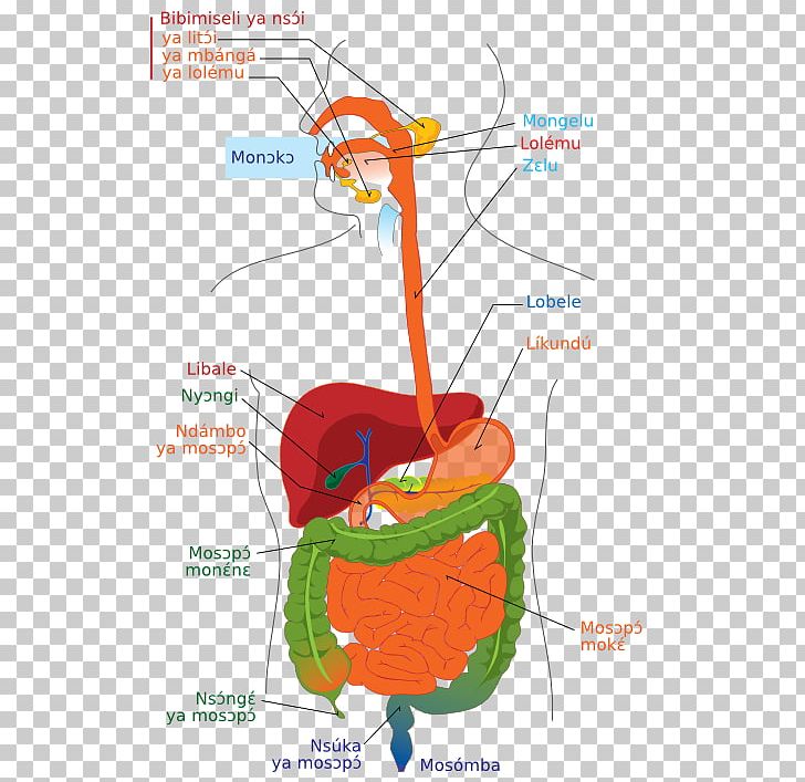 Human Digestive System Diagram Gastrointestinal Tract Digestion Human Body PNG, Clipart, Anatomy, Appendix, Area, Diagram, Digestion Free PNG Download