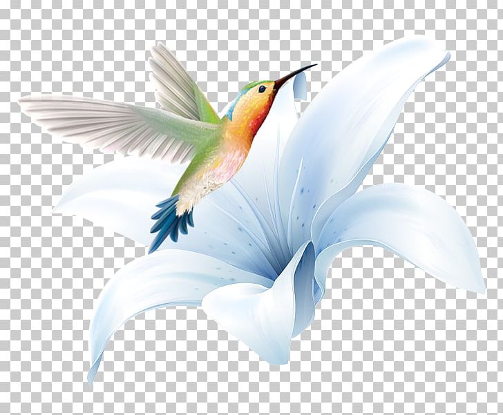Hummingbird PNG, Clipart, Beak, Bird, Birds, Blue, Blue Lily Free PNG Download