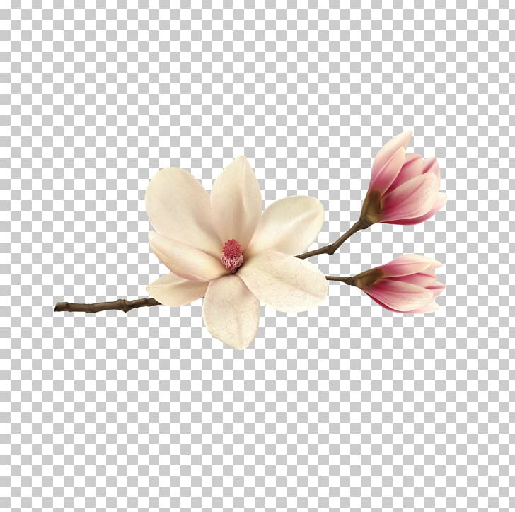 Magnolia PNG, Clipart, Agence Photographique, Art, Banner, Blossom, Encapsulated Postscript Free PNG Download