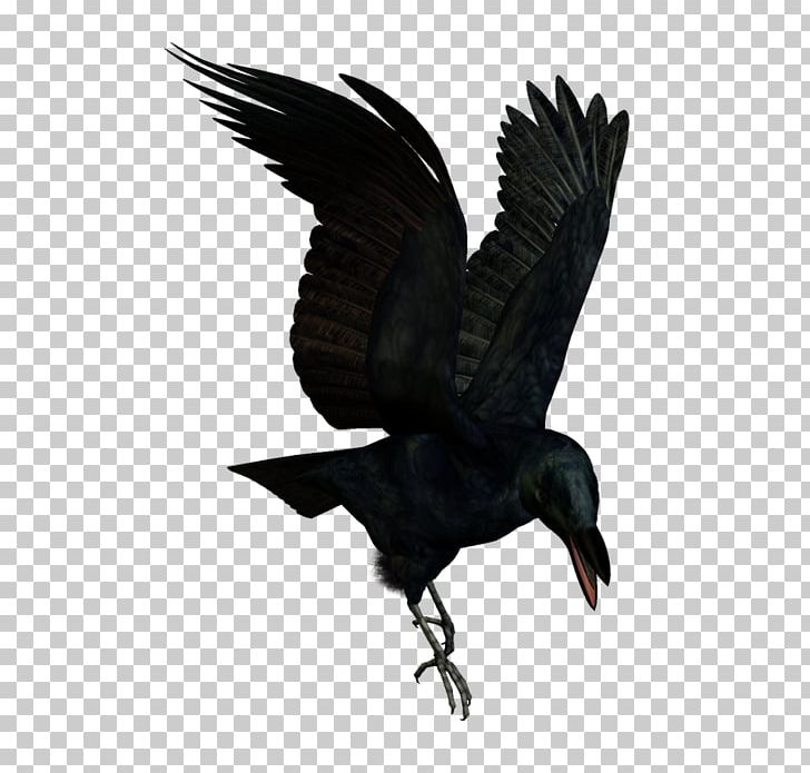 American Crow Bird New Caledonian Crow Rook Flight PNG, Clipart, American Crow, Animals, Beak, Bird, Bird Of Prey Free PNG Download