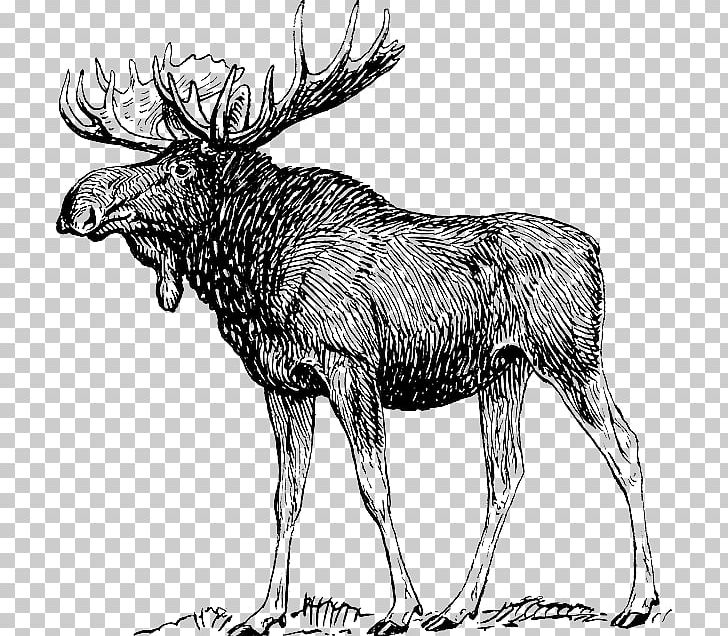 Elk Anatomy Chart