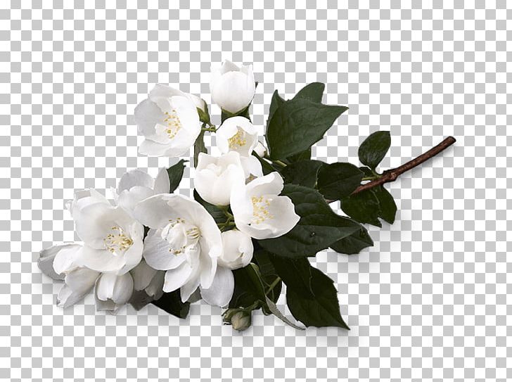 Cut Flowers Flower Bouquet Perfume Jasmine PNG, Clipart, Blossom, Branch, Cut Flowers, Fashion, Floral Design Free PNG Download