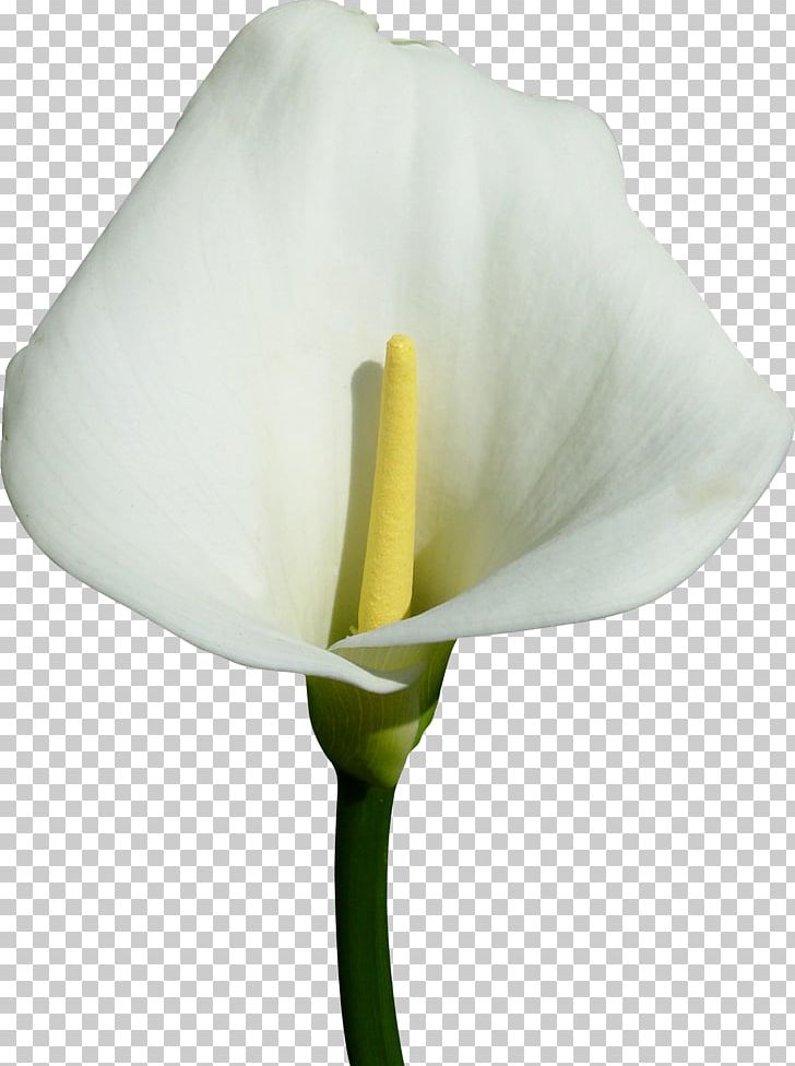 Flower Callalily Arum Lilies Raster Graphics PNG, Clipart, Alismatales, Arum, Arum Lilies, Calas, Callalily Free PNG Download