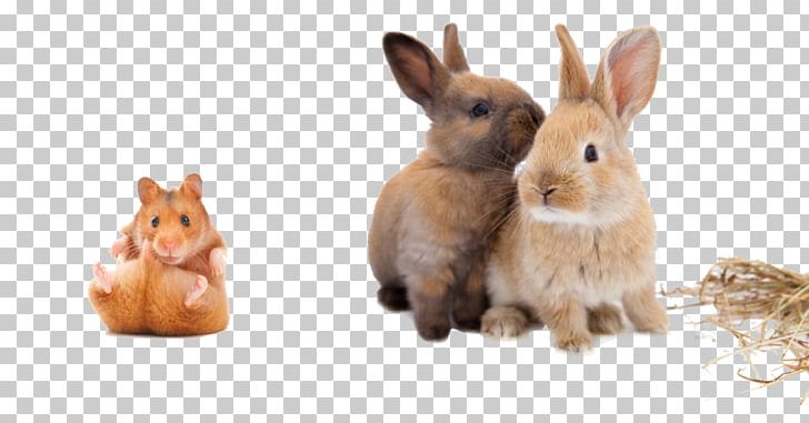 Wall Decal Rabbit European Hare Veterinarian Rodent PNG, Clipart, Animal, Animal Figure, Animals, Domestic Rabbit, Dwarf Rabbit Free PNG Download