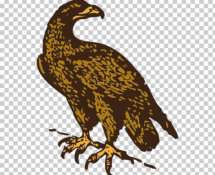 Golden Eagle PNG, Clipart, Bald Eagle, Beak, Bird, Bird Of Prey, Cartoon Eagle Clipart Free PNG Download