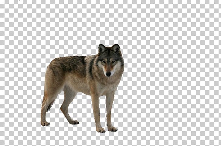 Gray Wolf Food Chain PNG, Clipart, Animal, Animals, Arctic Wolf, Black Wolf, Canis Free PNG Download