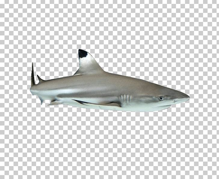 Phang Nga Bay Phuket City Phang Nga Province Andaman Sea Fish PNG, Clipart, Andaman Sea, Animal, Animals, Cartilaginous Fish, Chondrichthyes Free PNG Download