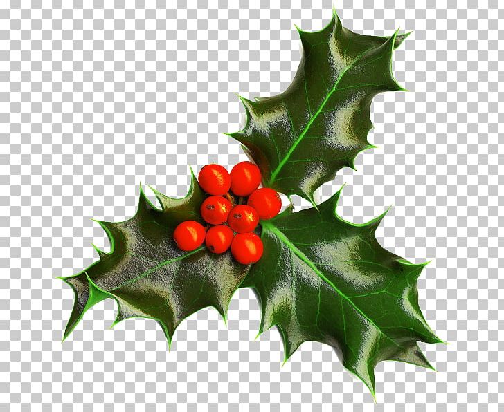Christmas Decoration Christmas And Holiday Season Christmas Plants Common Holly PNG, Clipart, Aquifoliaceae, Aquifoliales, Berry, Boxing Day, Christmas Free PNG Download