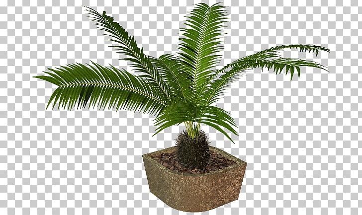 Flowerpot Houseplant Вазон PNG, Clipart, Arecales, Cicek Resimleri, Coconut, Cycad, Date Palm Free PNG Download