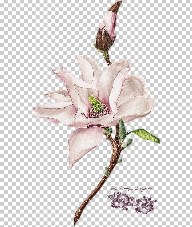 Botanical Illustration Watercolor Painting Behance PNG, Clipart, Art, Behance, Blossom, Botanical, Botanical Art Free PNG Download