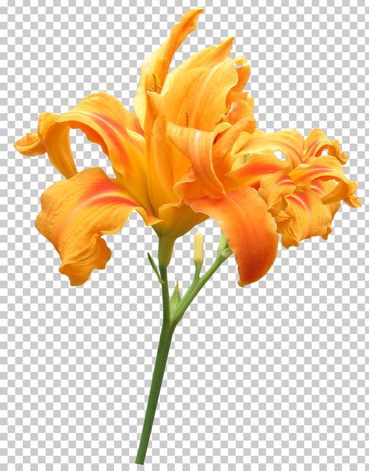 Cut Flowers Lilium Plant Stem Daylily PNG, Clipart, Birth Trauma, Canna, Canna Lily, Cut Flowers, Daylily Free PNG Download