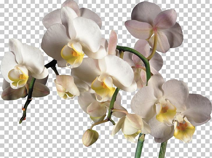Orchids PNG, Clipart, Branch, Computer Software, Cut Flowers, Flower, Flowering Plant Free PNG Download