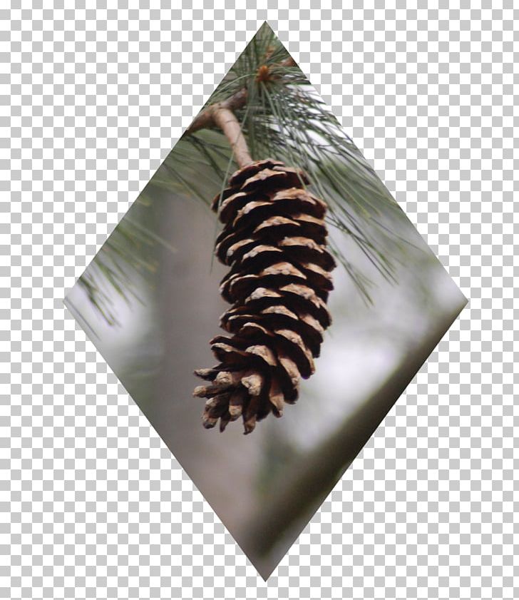 Pine Conifers Tree Christmas Ornament PNG, Clipart, Christmas, Christmas Ornament, Conifer, Conifers, Family Free PNG Download
