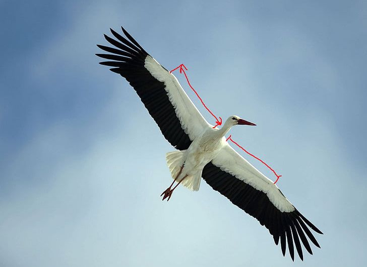 White Stork Germany Bird Flight Photography PNG, Clipart, Animal, Animal Migration, Animals, Beak, Bird Free PNG Download