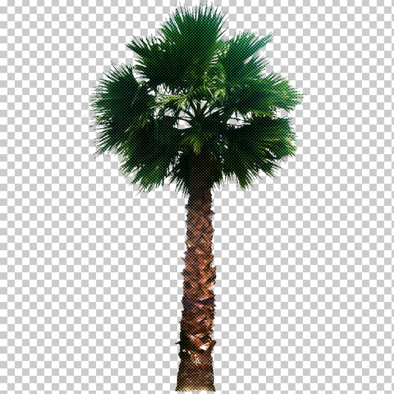 Palm Tree PNG, Clipart, Arecales, Borassus Flabellifer, Coconut, Date Palm, Desert Palm Free PNG Download
