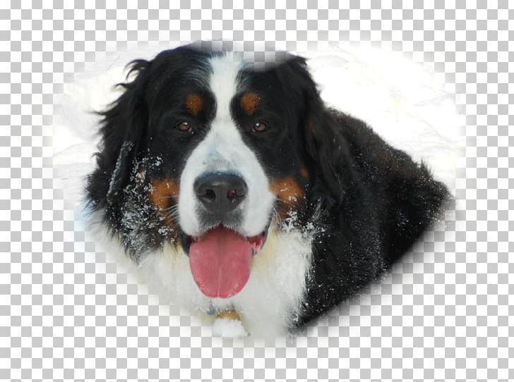 Bernese Mountain Dog Greater Swiss Mountain Dog Dog Breed Companion Dog PNG, Clipart, Bernese Mountain Dog, Breed, Breed Group Dog, Carnivoran, Companion Dog Free PNG Download