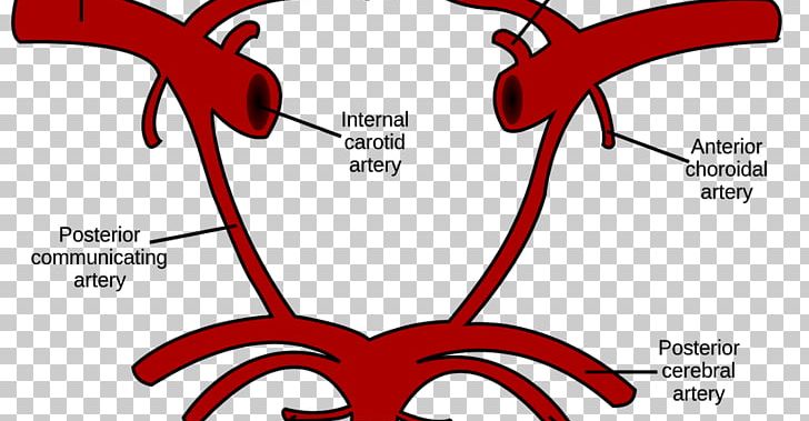 Circle Of Willis Internal Carotid Artery Common Carotid Artery Vertebral Artery PNG, Clipart, Anatomy, Anterior Spinal Artery, Area, Artery, Basilar Artery Free PNG Download