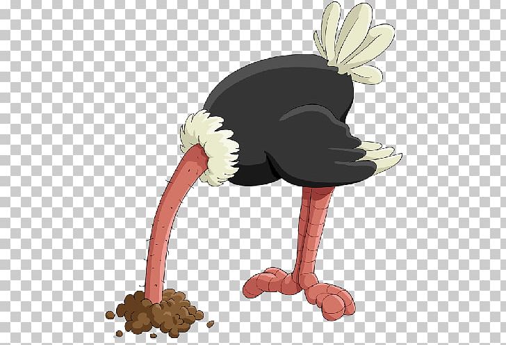 Common Ostrich PNG, Clipart, Beak, Bird, Can Stock Photo, Chicken, Common Ostrich Free PNG Download