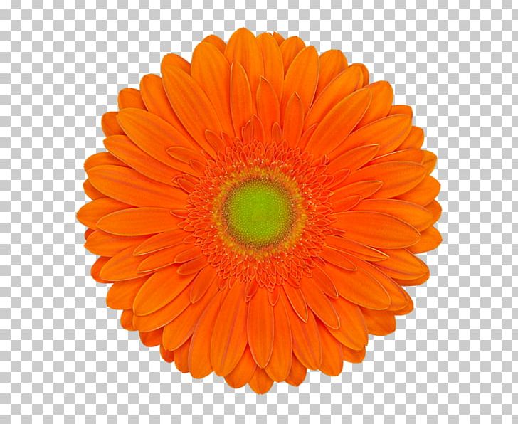 Cut Flowers Transvaal Daisy Orange Green PNG, Clipart, Amadeus, Cut Flowers, Daisy Family, Florist, Flower Free PNG Download