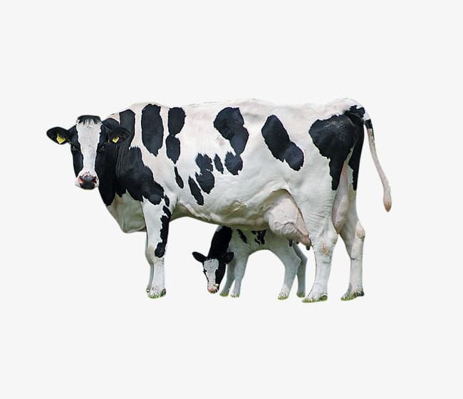 Dairy Cow 2 PNG, Clipart, 2 Clipart, Animal, Cow, Cow Clipart, Dairy Free PNG Download