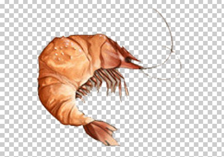 Lobster Decapoda Seafood Palinurus Elephas PNG, Clipart, Animals, Animal Source Foods, Bread, Claw, Crayfish Free PNG Download