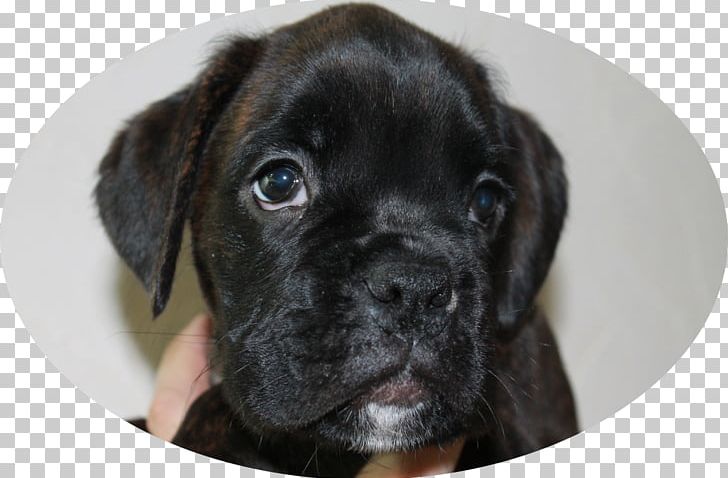 Puggle Boxer Puppy Cane Corso Dog Breed PNG, Clipart, Animals, Atreyu, Boxer, Breed, Cane Corso Free PNG Download