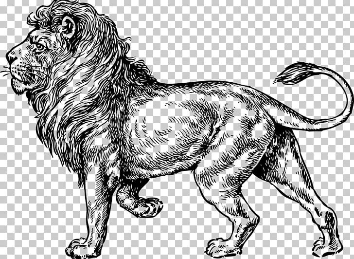 White Lion PNG, Clipart, Animals, Artwork, Big Cats, Black And White, Carnivoran Free PNG Download