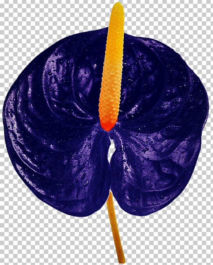 Blue Anthurium Flower Best Flower Wallpaper