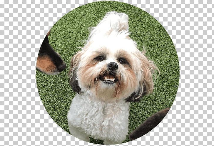 Cavachon Morkie Shih Tzu Havanese Dog Chinese Imperial Dog PNG, Clipart, Animals, Carnivoran, Cavachon, Cavapoo, Chinese Imperial Dog Free PNG Download