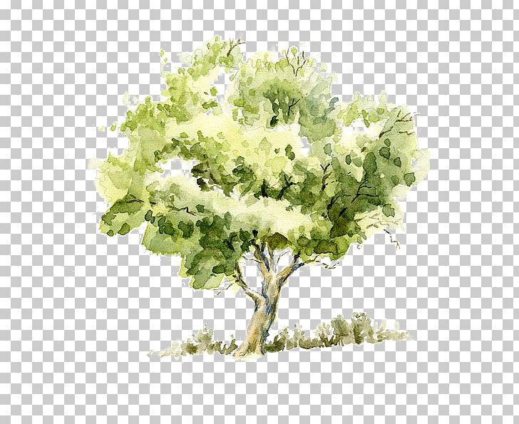 Drawing Watercolor Painting Tree Pencil Sketch PNG, Clipart, Art, Art Museum, Branch, Cartoon, Drawing Free PNG Download
