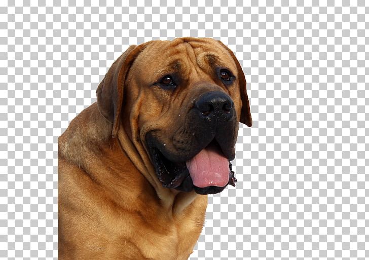 English Mastiff Dogue De Bordeaux Boerboel Shiba Inu Labrador Retriever PNG, Clipart, Ancient Dog Breeds, Animal, Animals, Boerboel, Broholmer Free PNG Download