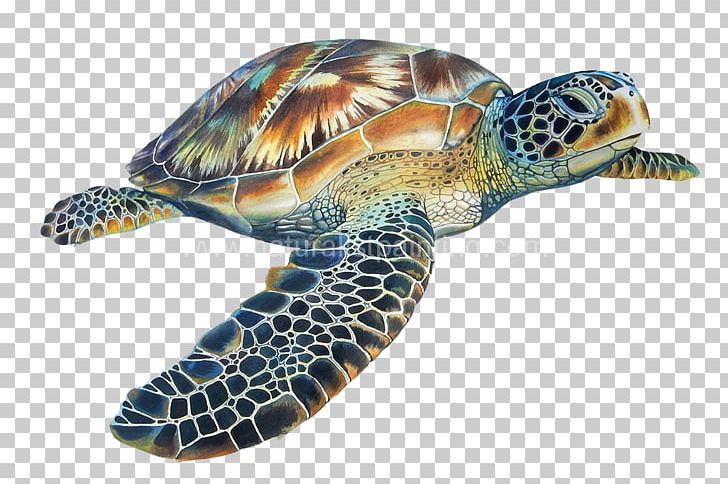 Loggerhead Sea Turtle Hawksbill Sea Turtle Tortoise PNG, Clipart, Animals, Box Turtle, Emperor Angelfish, Emydidae, Eretmochelys Free PNG Download