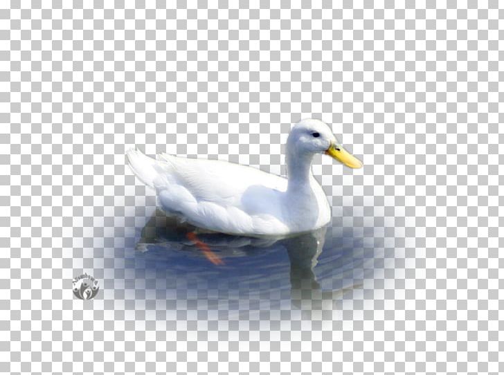 Mallard Goose Duck American Pekin Water PNG, Clipart, American Pekin, Animals, Beak, Bird, Duck Free PNG Download