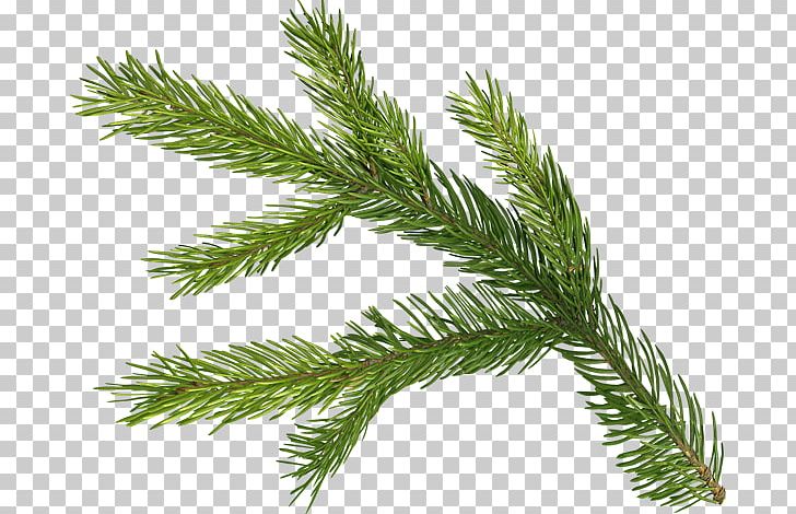 Spruce Fir Pine Christmas Advent Wreath PNG, Clipart, Advent Wreath, Branch, Cam Resimleri, Christmas, Christmas Ornament Free PNG Download